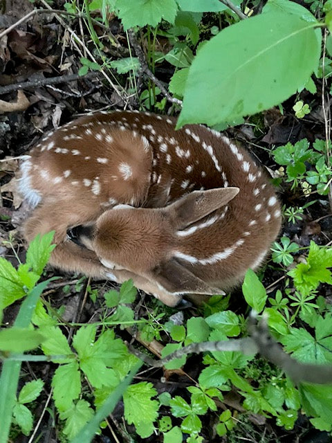 Wednesday, May 29, 2024 (Paula)