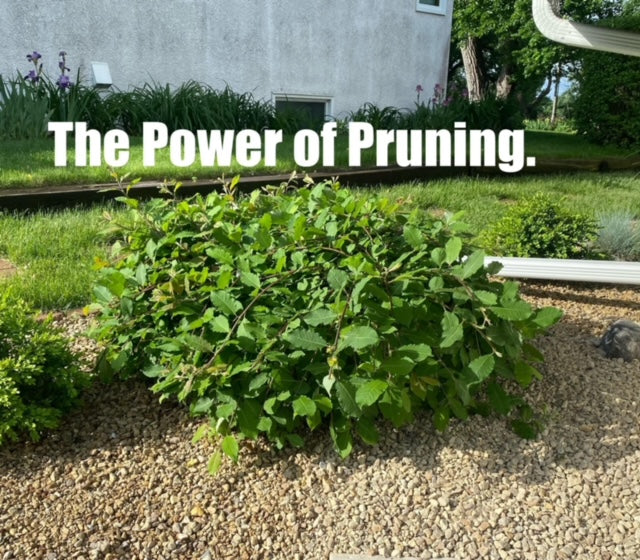 Tuesday, June 4, 2024 (Aminta)