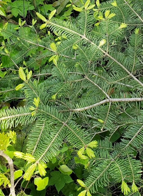 Monday, June 10, 2024 (Mary Ann)