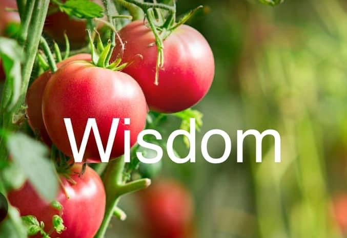 Tuesday, July 2, 2024 (Aminta)